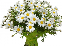 Стало известно какие цветы любят женщины Новороссийска