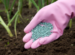 С удобрениями не балуйтесь: новороссийские дачники могут получить штраф за безалаберность 