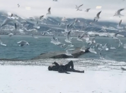 Позитивных новостей в ленту: как зима сводит новороссийцев с ума