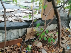 Власти Новороссийска призвали горожан начать «порядок с себя»