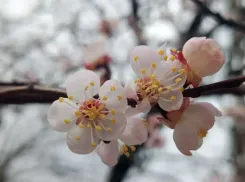 Позеленеем все: новороссийцев призвали «укорениться» и выполнить план