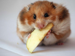 Жирному хомяку прописали диету спасатели Новороссийска