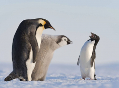 Полярное сияние, лебеди и другие чудеса природы: снимки всемирно известных и новороссийских фотографов