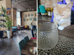 Спасают приют от голода: в Новороссийске соберут деньги на корм для кошек необычным способом