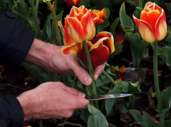 Новороссиец рассказал, кто чаще обрывает цветы на палисадниках города 