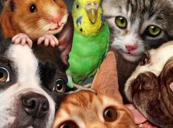 Самый трудолюбивый обитатель Новороссийска — не угадаете кто