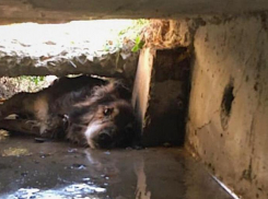 Измученного пса достали из «плена» новороссийские спасатели