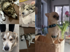 В Новороссийске пропал Депутат