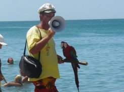 Такси, экскурсии и фото с попугаем: в Новороссийске будут бороться с «зазывалами»