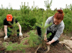 В Краснодарском крае за пять лет восстановят 120 гектаров леса
