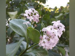 «Гормональный сбой» или ничего необычного: в Новороссийске зацвела сирень 