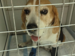 Собачья кровь, человеческие сердца: дама с Камелией благодарит новороссийцев за отзывчивость