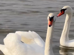 Любовь повсюду: великолепную пару запечатлели новороссийцы 