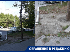 Реклама важнее деревьев: неизвестный новороссиец спилил полдерева ради баннера