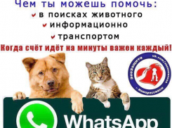 Мобильная группа помощи животным появилась в Новороссийске