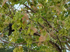 Причина атаки Новороссийска гусеницами может скрываться в их «убийцах»