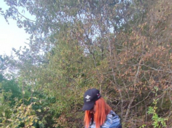 Новороссиец выращивал 32 куста  наркосодержащих растений в своем дворе