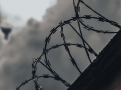 В Новороссийске могут начать сажать хозяев собак, от нападения которых погибли люди 