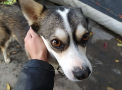 Новороссийцы могут не беспокоиться: собака, запертая в гараже, в полном порядке