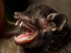 Жительница Новороссийска обнаружила в квартире страшного гостя