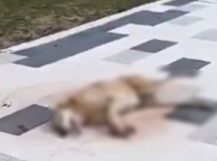 Среди белого дня травят собак — живодеры активизировались в Кабардинке 18+