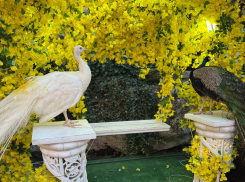 Здоровье «дежурящих» у ресторана павлинов волнует жительницу Новороссийска