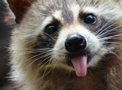 Суровые новороссийские еноты вышли грабить людей на улицы города