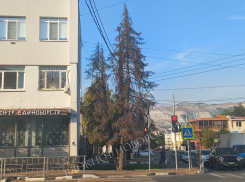 Очередное сухое дерево заметили на улице Новороссийска: упадёт или нет