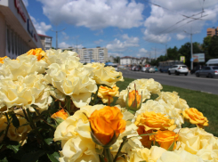 Полмиллиона цветов появятся в Новороссийске и пригороде 