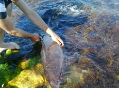 В Новороссийске развернулась операция по спасению еле живого дельфина
