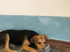 Красивая и ласковая малышка хочет найти дом в Новороссийске 