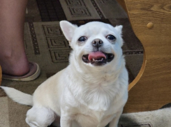 Маленький красавец ждёт свою семью в Новороссийске 