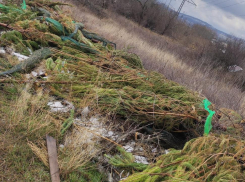 Елки- на свалку: где оказались зимние красавицы, которыми торговали в декабре