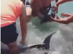 - Ой, дельфин родил! – отдыхающие замучали и маму, и новорожденного