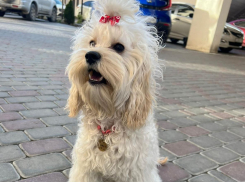 Жительницу Новороссийска не пустили в магазин с собакой: кто здесь прав