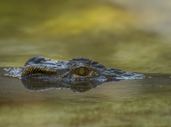 Крокодилы имитируют тонущих людей, получают по голове, а по рынку Новороссийска бегает «жесткий» кот