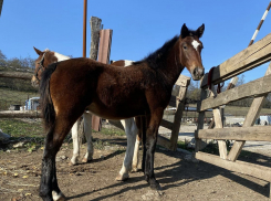 - «Украли частичку моего сердца»,- хозяйка фермы под Новороссийском о пропаже лошадей 
