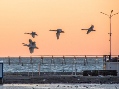 Весенний карнавал пернатых: многообразие видов птиц в Новороссийске