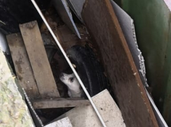 Собачий плен: Белка провалилась между гаражами и не могла выбраться в Новороссийске 