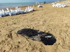 «Они убили море!»: собственники затонувших танкеров с мазутом пообещали их поднять и утилизировать