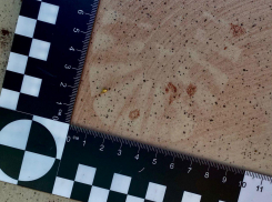 Напавшего на новороссийца челябинца задержали на вокзале