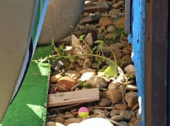 Четверо котят в Новороссийске остались без мамы - нужна ваша помощь