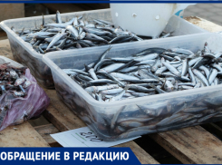 Протухшая хамса становится визитной карточкой Новороссийска