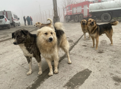 Мальчик с откушенным лицом: Кубань стала лидером по нападению собак на людей 