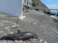 Уберите трупы: новороссийцы жалуются на мертвых дельфинов на берегу