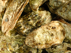 АО «Черномортранснефть» выполнило биомониторинг акватории Черного моря