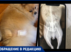 «Всю ночь собака «плакала» и не могла лечь», - жительница Новороссийска о лечении у местных ветеринаров