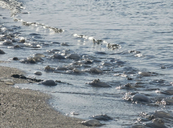 Весь берег в трупах: Черное море выбрасывает медуз
