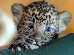 Пес Гриша выхаживает малышей-леопардов и тигренка, которых чуть не замучали люди