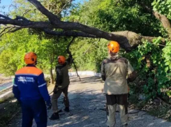 Новороссийск борется с последствиями штормового ветра: упавшее дерево повредило теплотрассу 